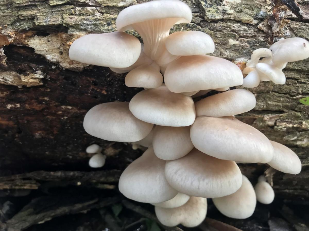 Mushroom Hike Turns Up All Kinds Of Fungi Some Of Which Are Quite Delicious Entertainment Life Theadvocate Com