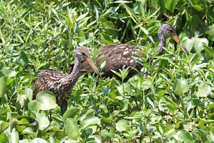 Leaping Limpkins! Large wading birds flock to state, and they ...