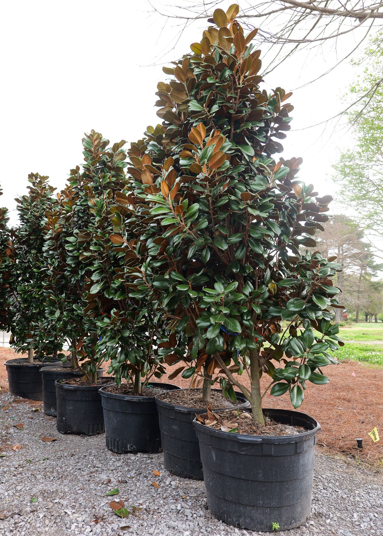 GIG 032726 Teddy Bear magnolia4jpg