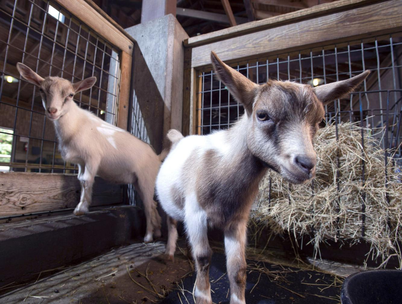 Photos Could the kids be any cuter? Young Nigerian DwarfAfrican Pygmy