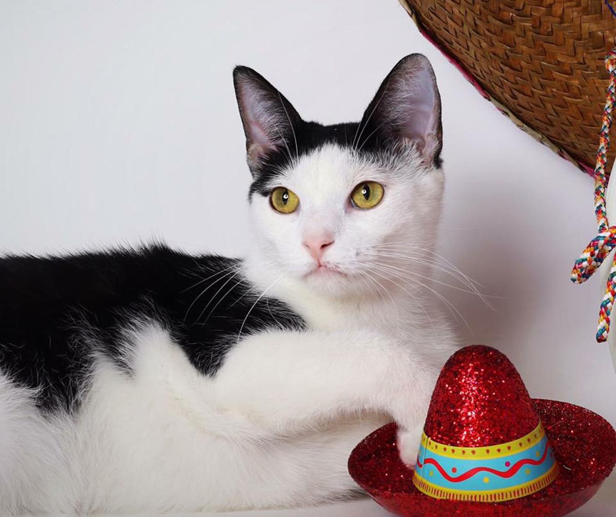 Baton Rouge Cats Available For Adoption On June 1 2017 Mid City