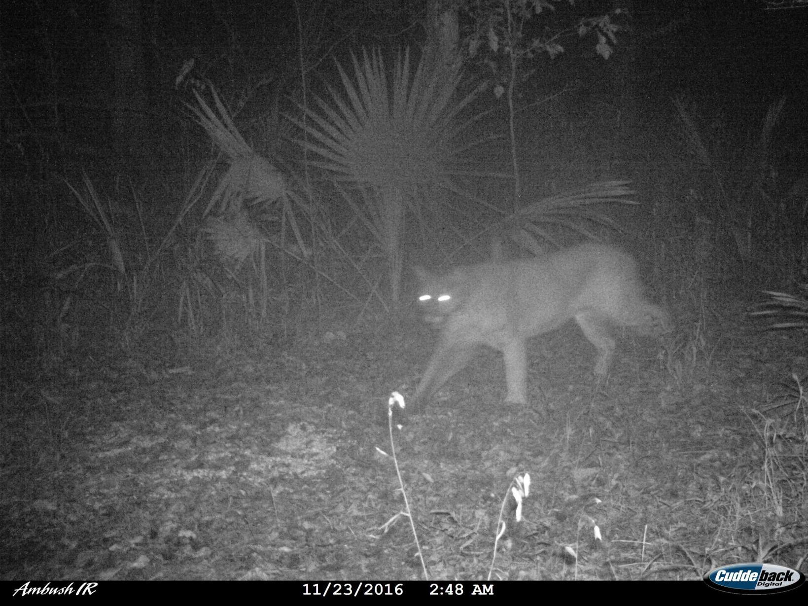 Black panther sightings reported in Louisiana parish 