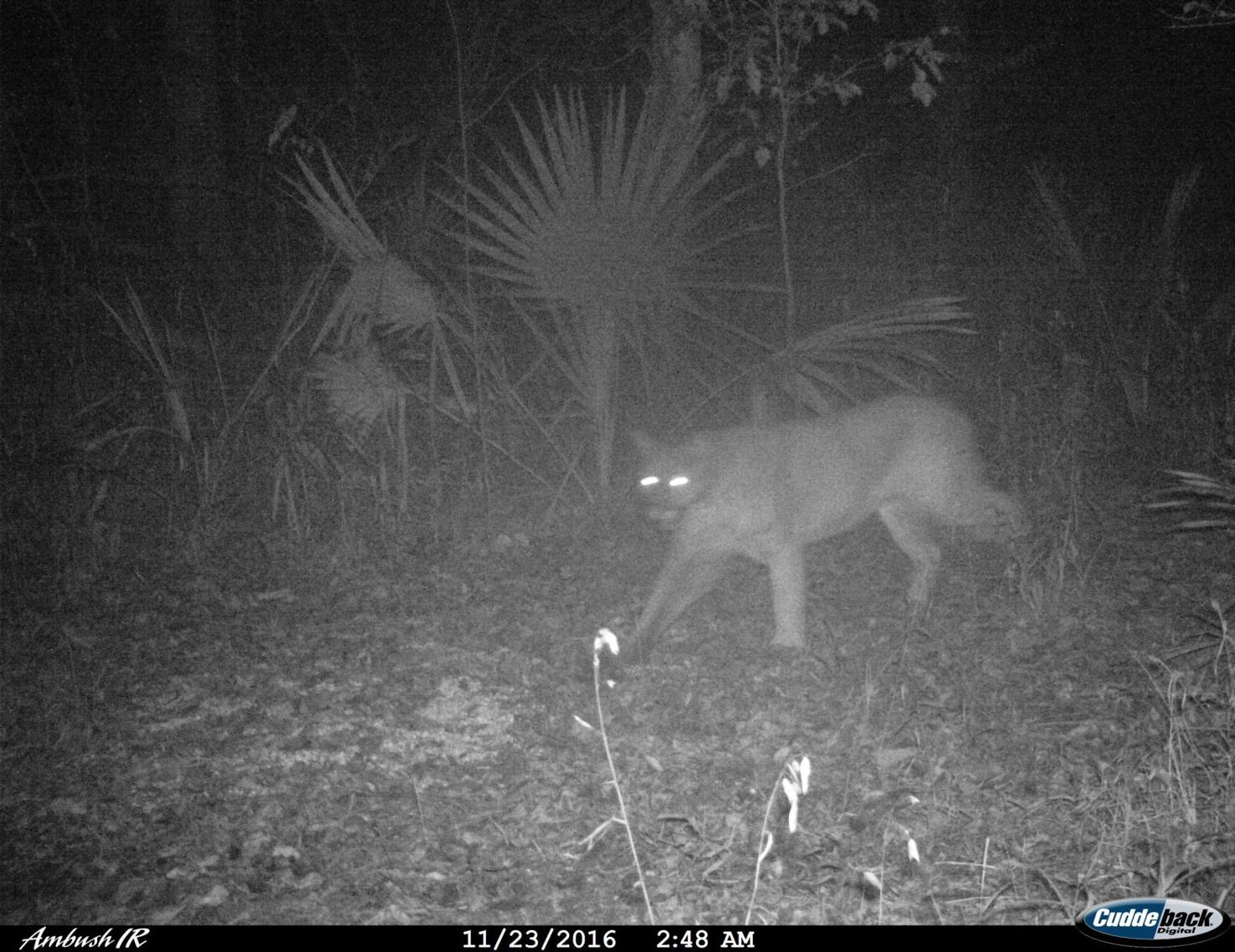 First Verified Cougar Sighting Since 2011 Caught On Northeast Louisiana Trail Camera News 