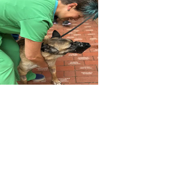 How LSU’s Vet School saved military dog Astra who detected bombs in Iraq