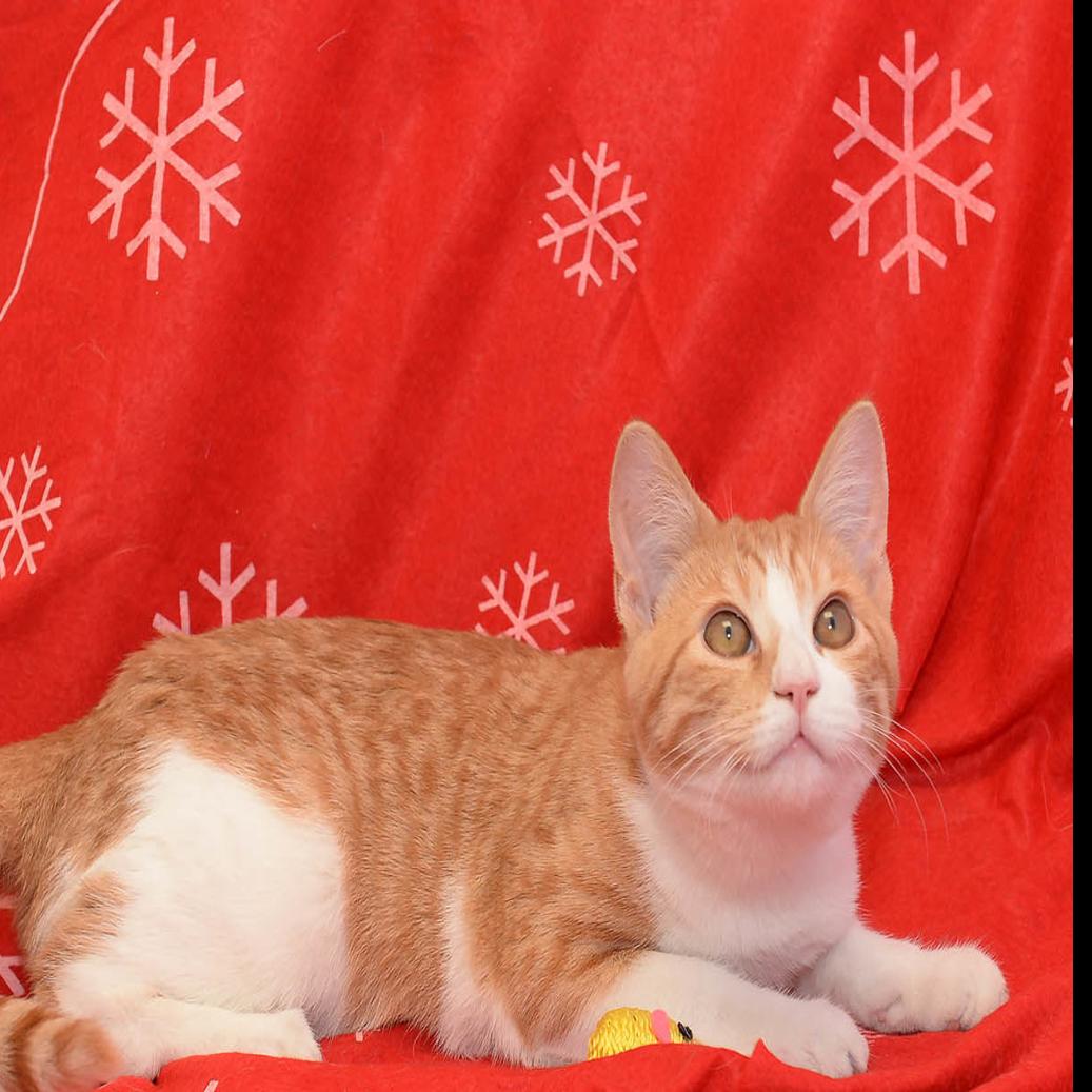 Cats Available Through Cat Haven Of Greater Baton Rouge On Jan 3