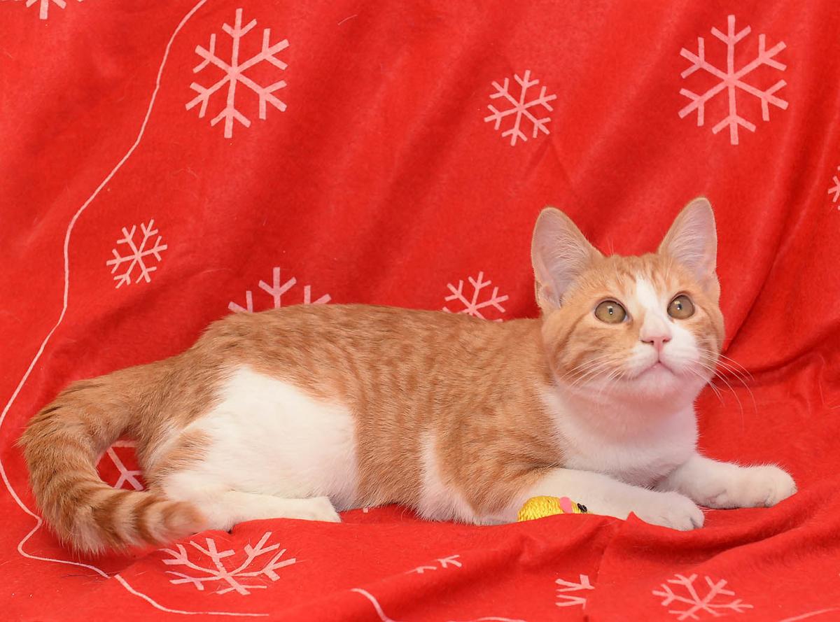 Cats Available Through Cat Haven Of Greater Baton Rouge On Jan 3