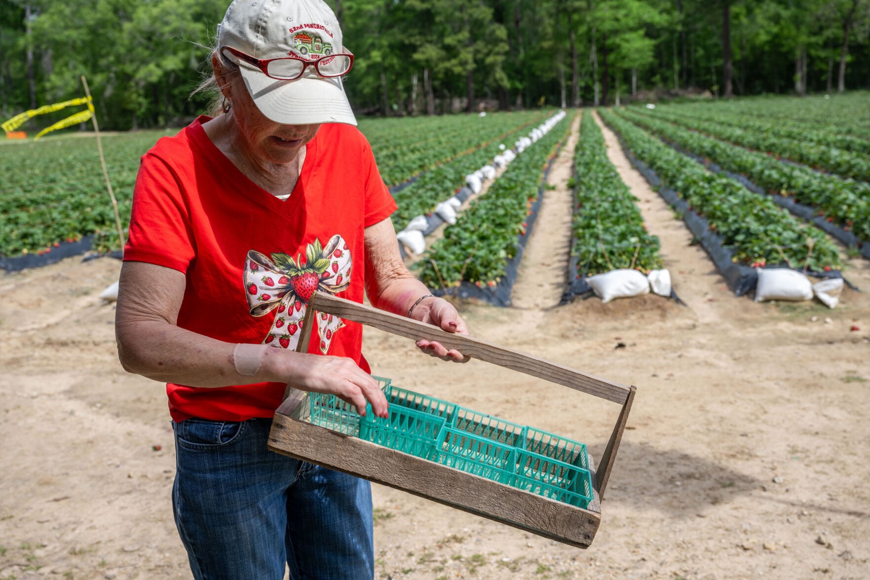 theadvocate.com - Claire Grunewald - Louisiana strawberry farm hits 100 years, navigates changing industry: 'It takes a village