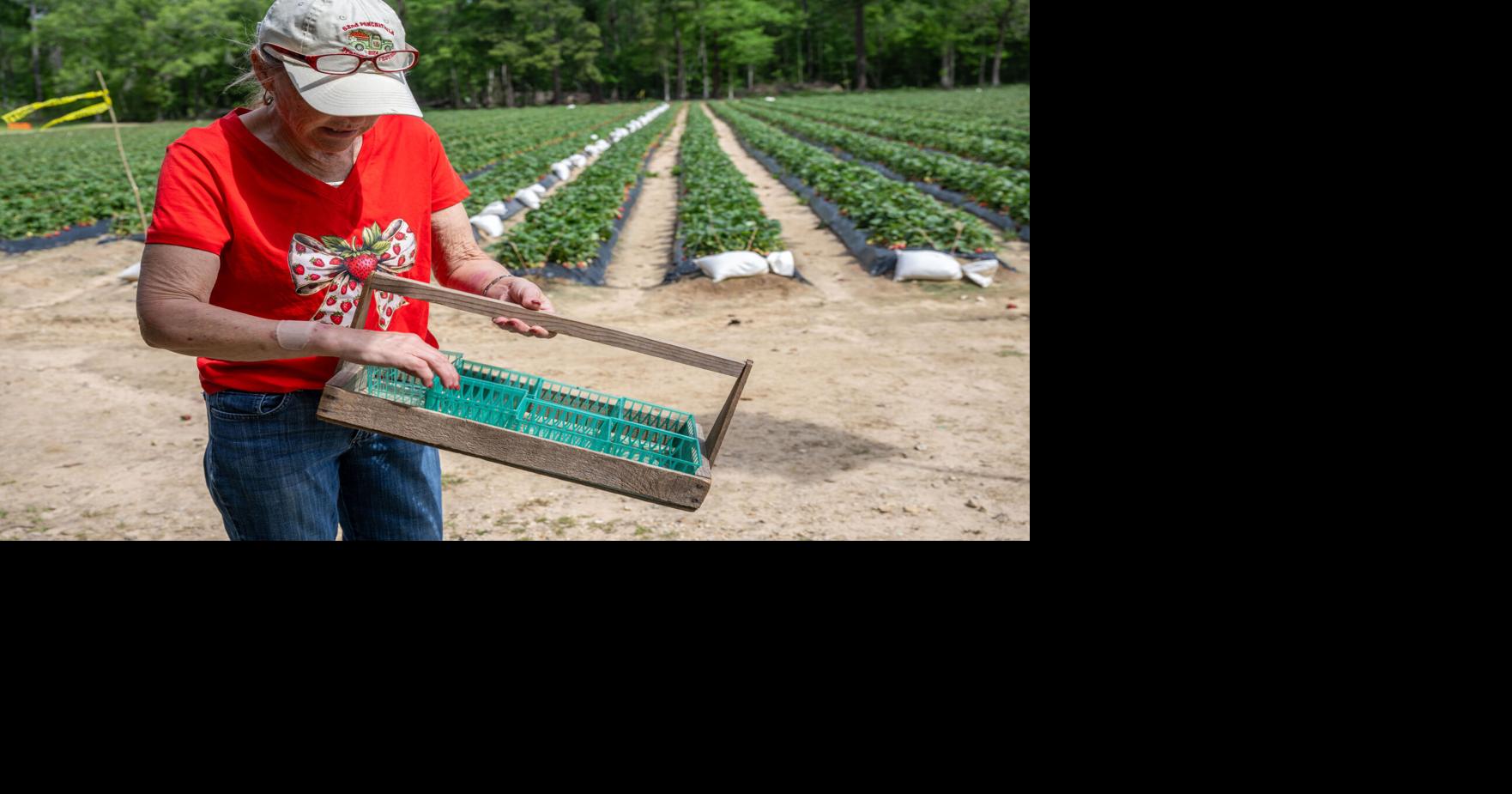Louisiana strawberry farm hits 100 years, navigates changing industry: 'It takes a village'