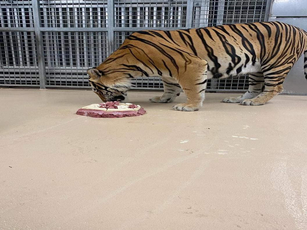 Detroit Tigers mascot celebrates his 18th birthday in Orion Township – The  Oakland Press