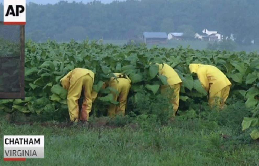 Some tobacco farmers thrive amid challenges _lowres