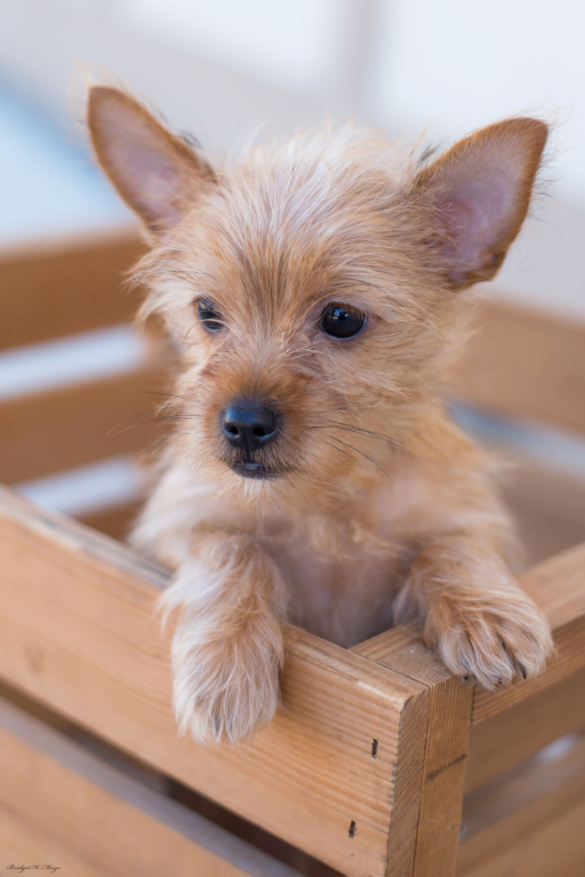 second chance dogs home