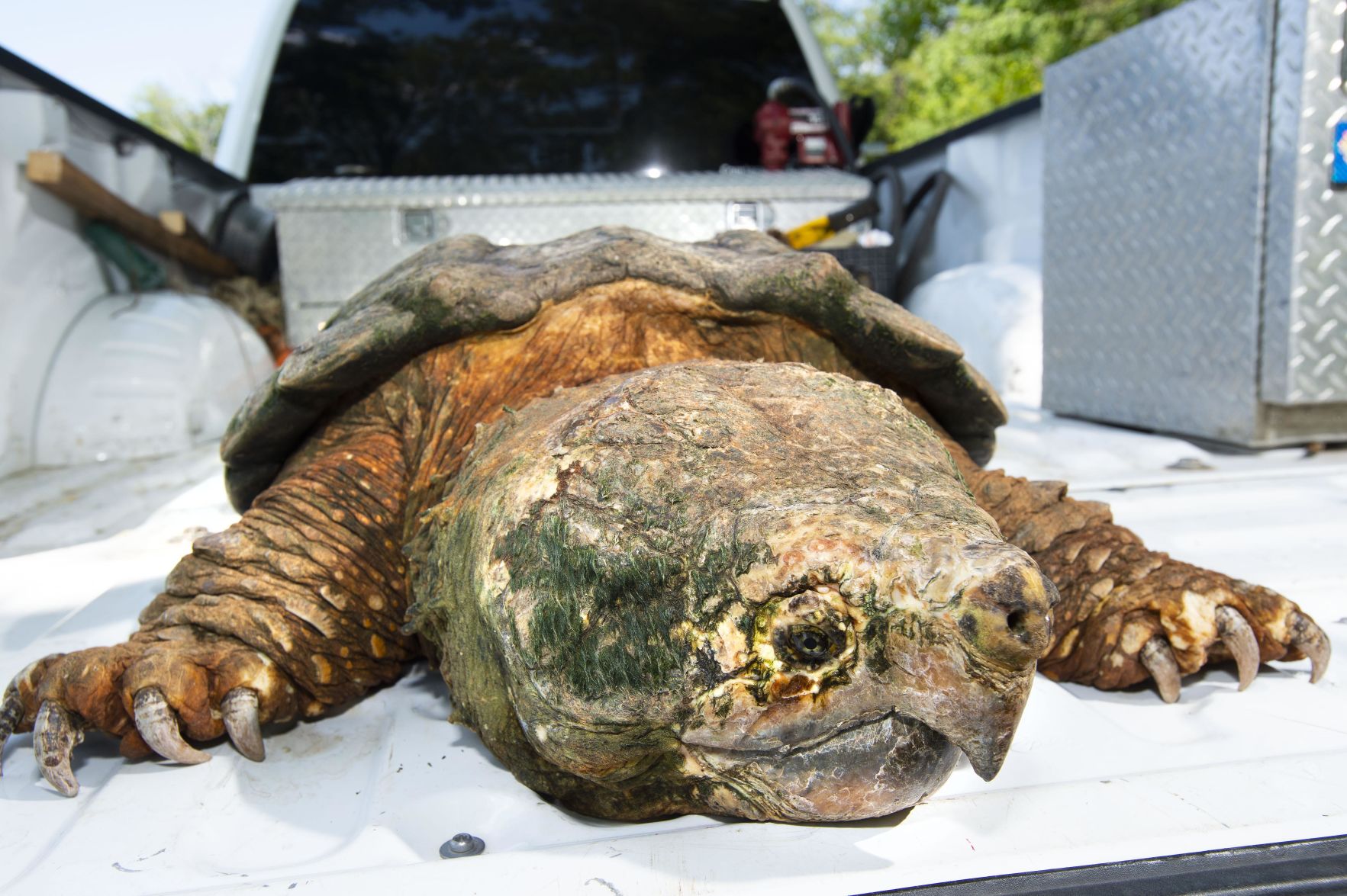 Our Views: We need to prevent Louisiana’s alligator snapping turtles ...