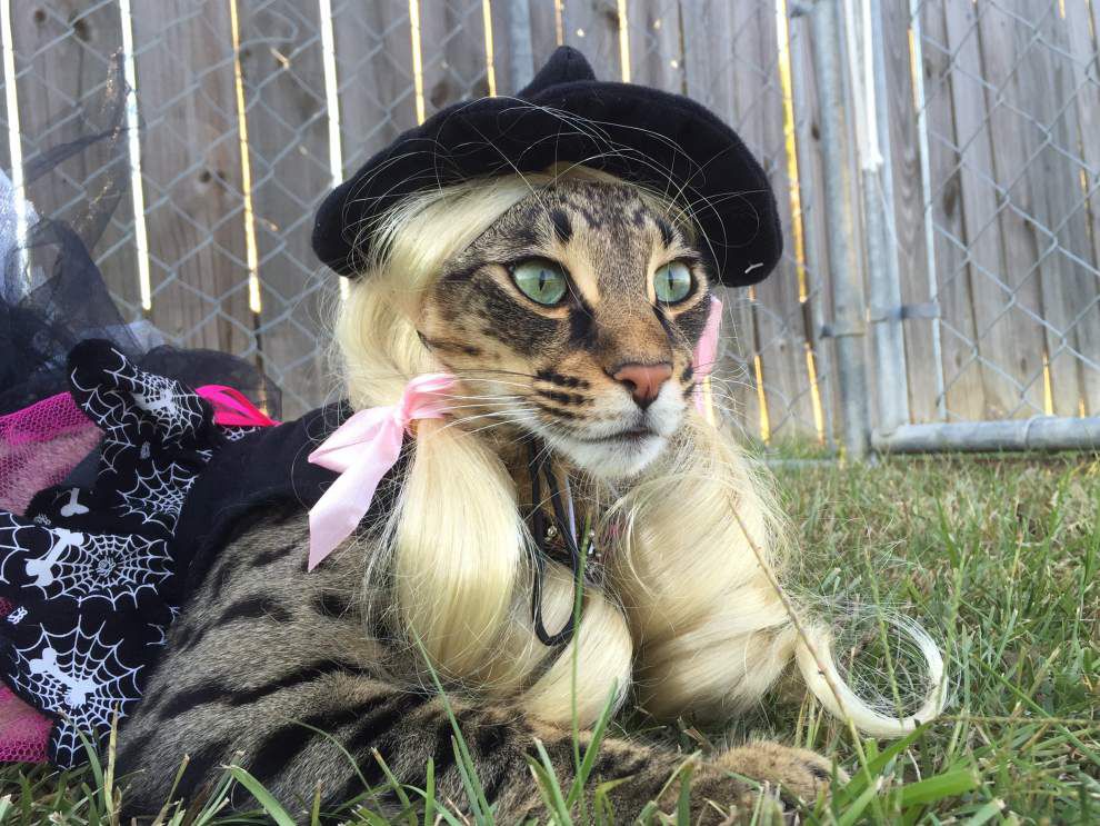 Halloween Unleashed: These furry friends trade a trick for a treat on Halloween _lowres