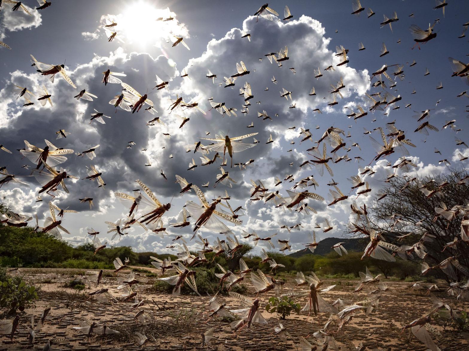 Facets of Faith: Biblical plagues are a little too familiar | Faith | theadvocate.com