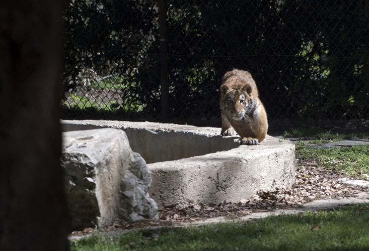 Have you met Michael and Mitchell, Zoosiana's new tiger cubs?, Entertainment/Life