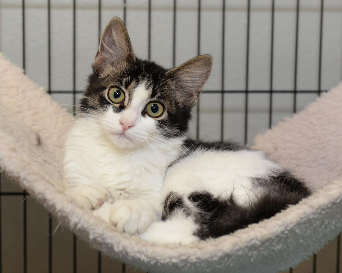Cats Available Through Cat Haven Of Greater Baton Rouge On Jan 10