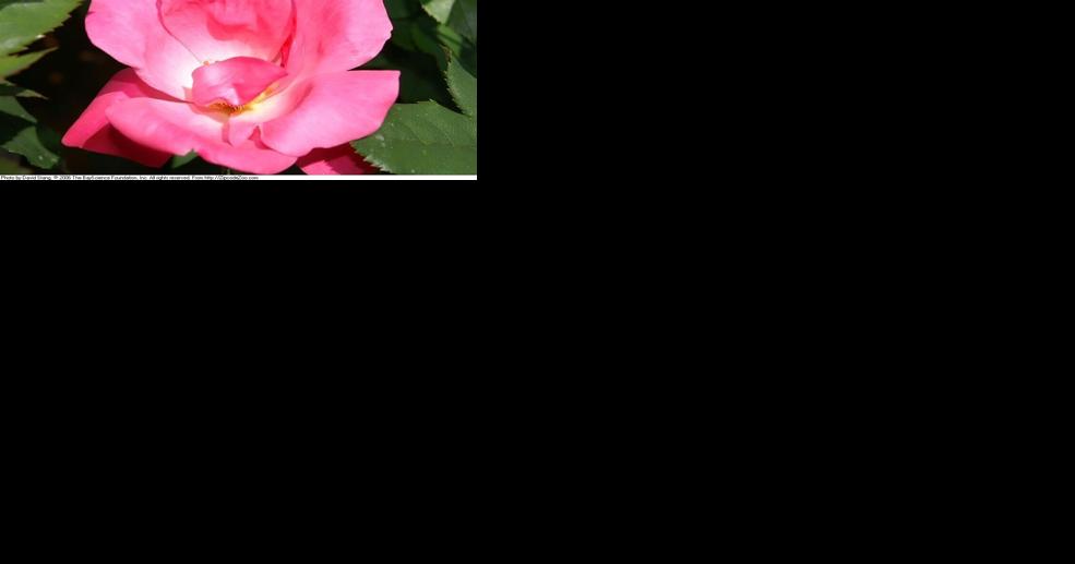 Knock Out roses suffer in the heat, should come back in fall | Entertainment/Life - Vimarsana News