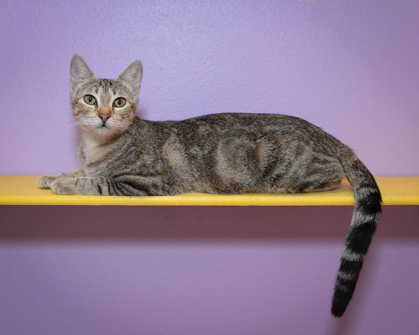 advocate purple for cats