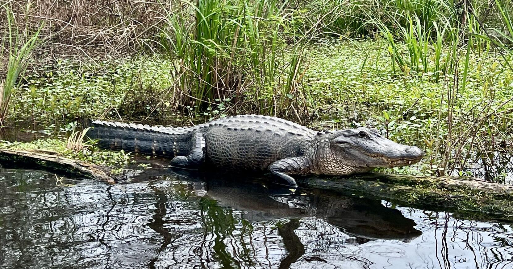 A visit to Lake Martin offers close-ups of alligators | Entertainment/Life - Vimarsana News