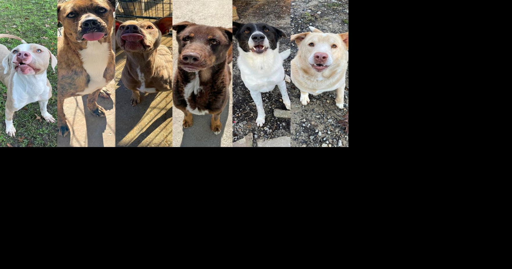 Louisiana animal shelter needs fosters ahead of cold front | Baton Rouge