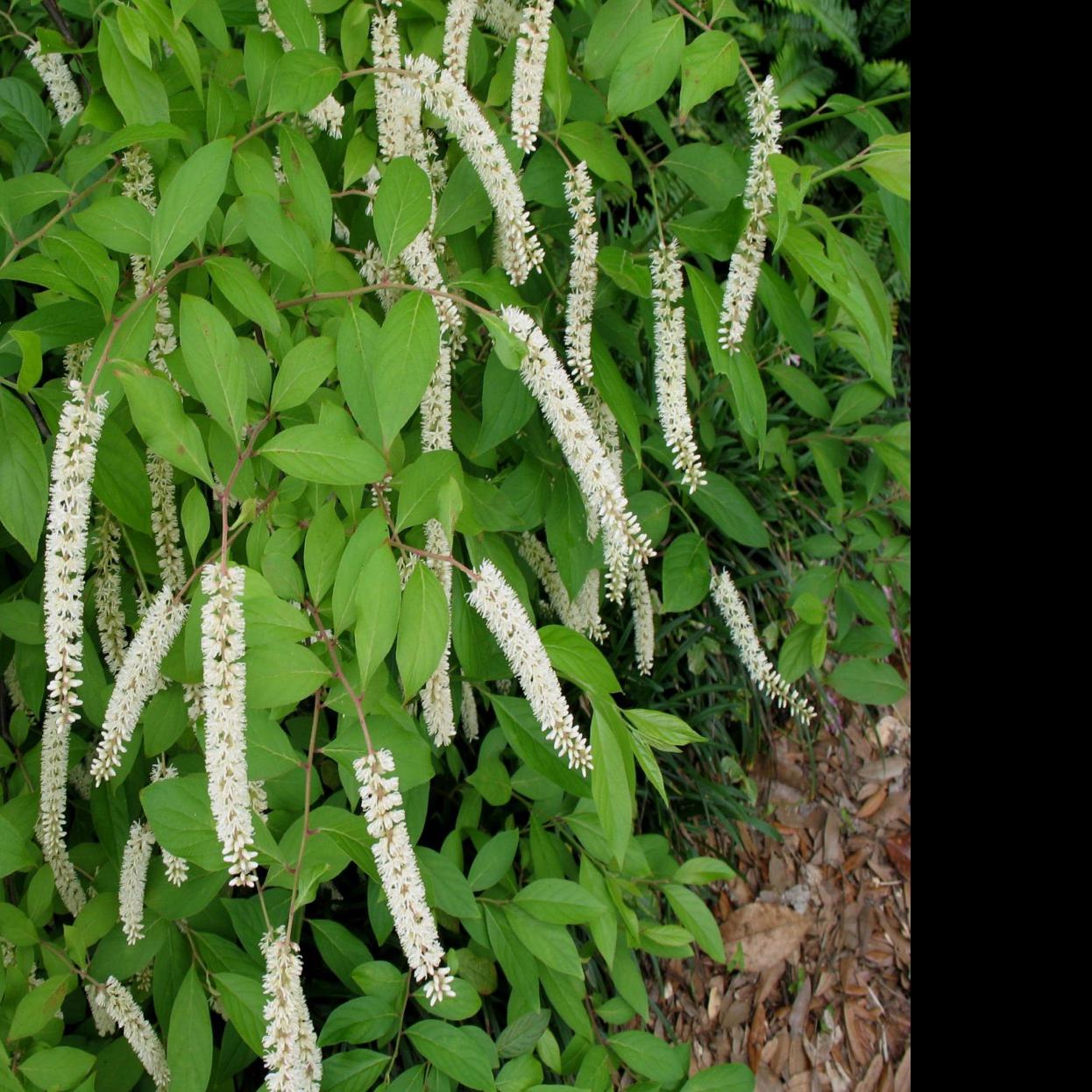 Garden News Virginia Willow Gains Popularity In Louisiana Home Garden Theadvocate Com