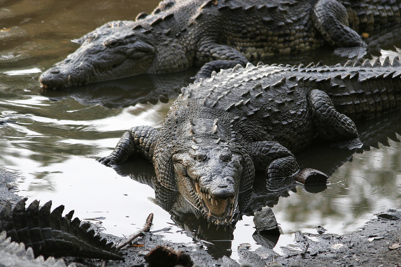 Florida man wearing Crocs breaks into 