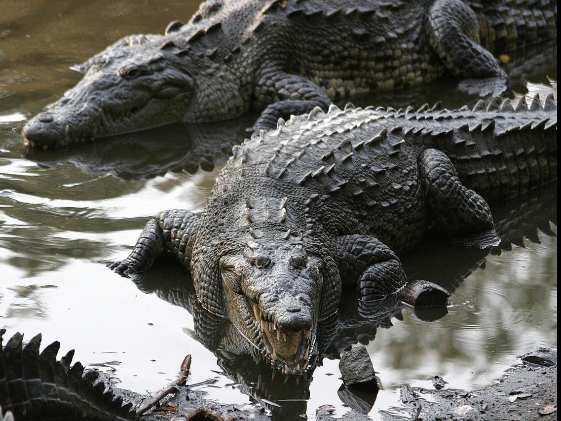 Florida man wearing Crocs breaks into crocodile farm -- gets bitten, then  arrested | News 