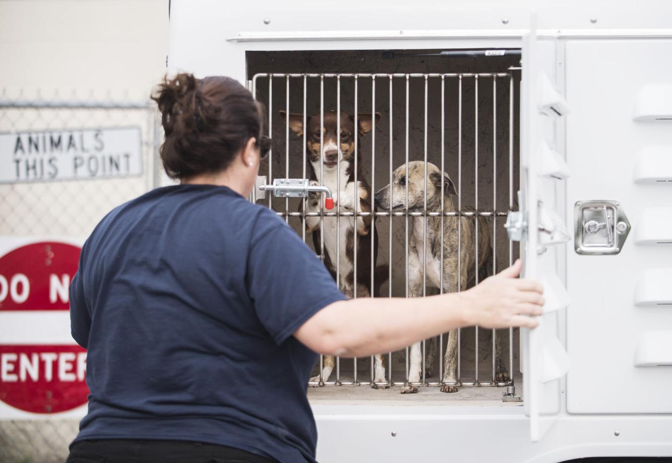 Photos Lafayette Animal Shelter staff move more than 200 animals to