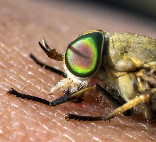 Greenhead horsefly could be key to determining the health of the state's  coastal marshes, News