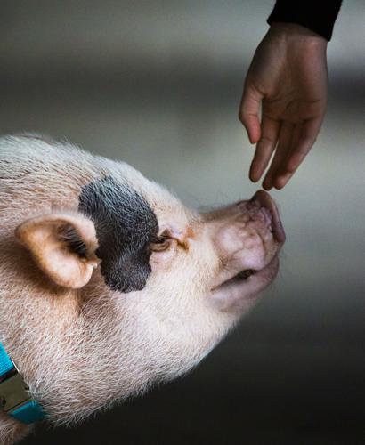 Oink Oink Can Opener  Can opener, Pet pigs, Oink