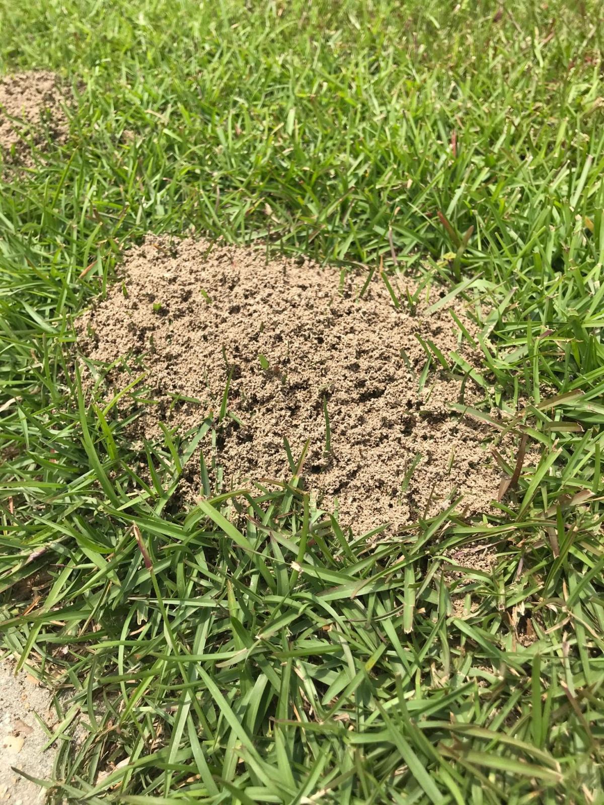 Lsu Garden News Fire Ants Bite Sting And Can Spread Out 25 Feet From The Mound Yikes Home Garden Theadvocate Com