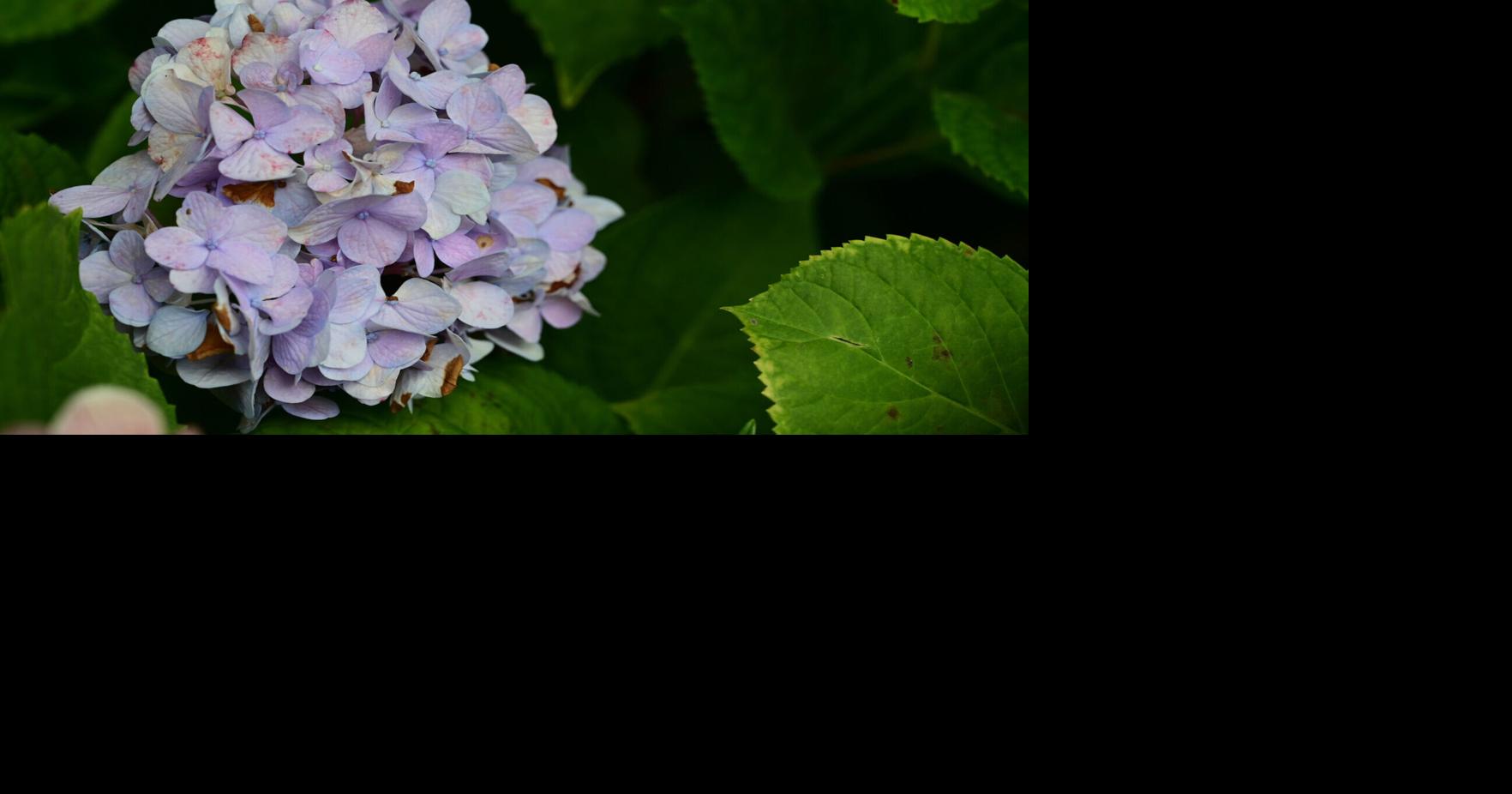 How to control bug infestations and weeds without harming plants: Here's Dan Gill's advice. BY DAN GILL | Contributing writer May 9, 2026 3 mins ago 3 min to read