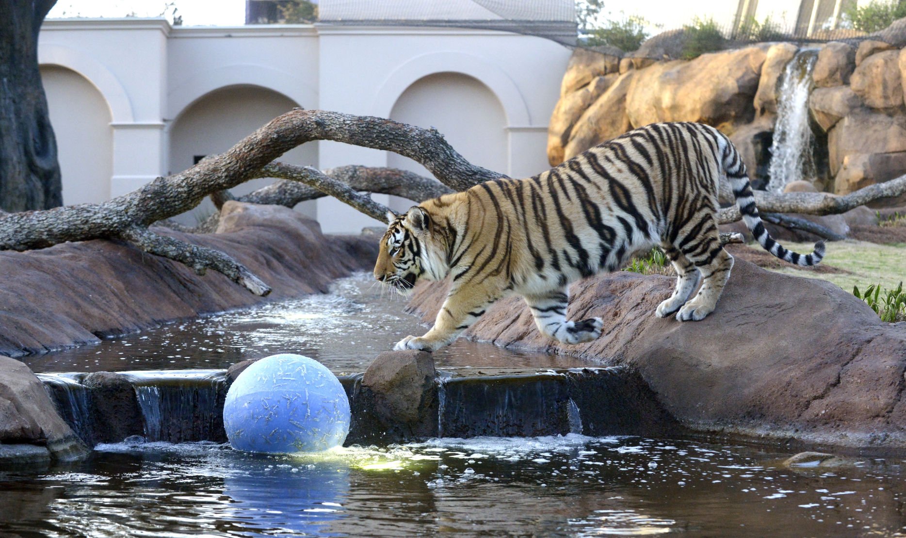 Why LSU Is Asking Folks To Be Careful Visiting Mike The Tiger After ...