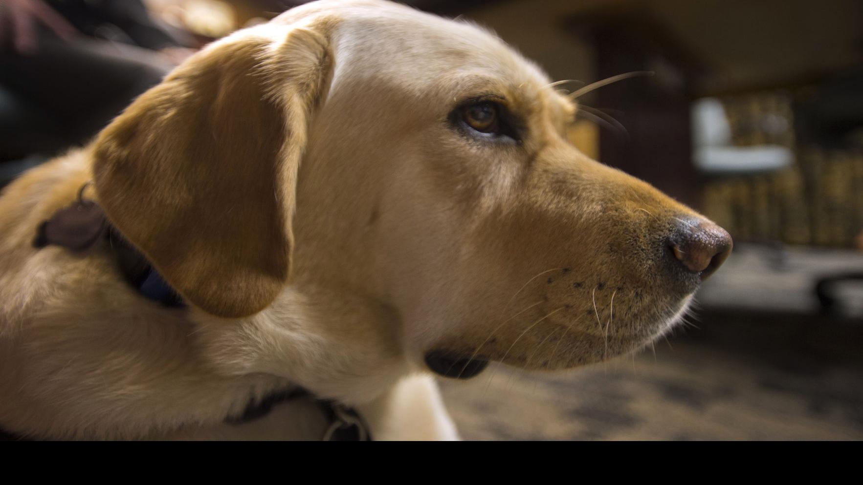 This Dog Can Provide Emotional Support For Girl At Her Alleged Rapist S Trial Judge Says Courts Theadvocate Com