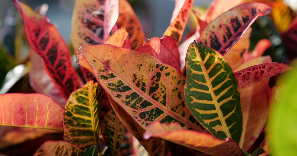 LSU Garden News: Colorful crotons are perfect for fall decorating | Home/Garden LSU Garden News: Colorful crotons are perfect for fall decorating | Home/Garden