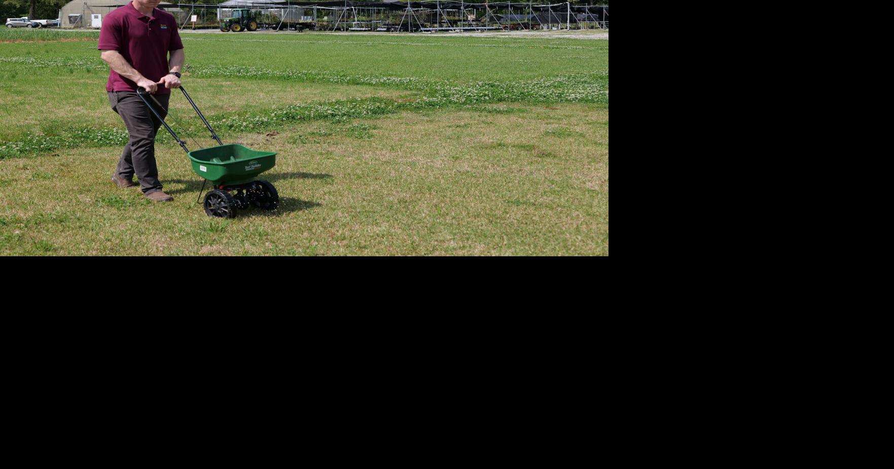 Tackle weeds and fertilize turfgrasses for lush lawn | Home/Garden ...