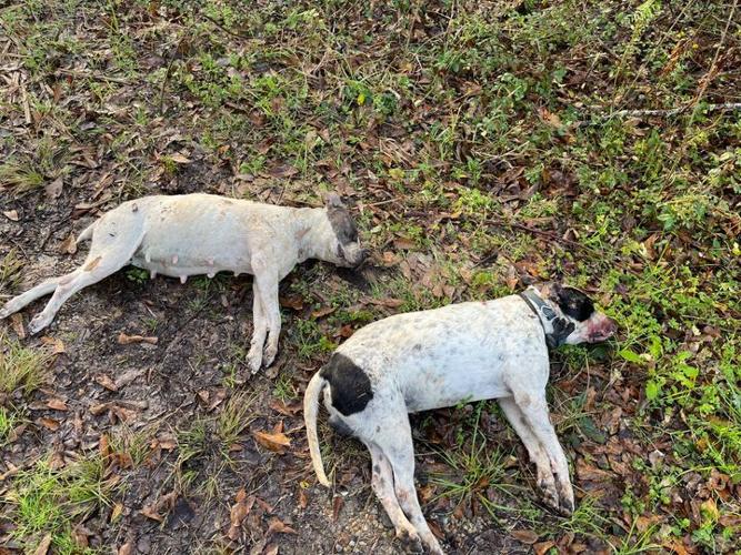 Man who shot, killed two dogs near Abbeville located by sheriff's