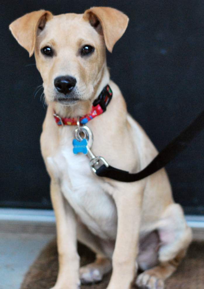 Southside Pets for Feb. 26, 2015 _lowres