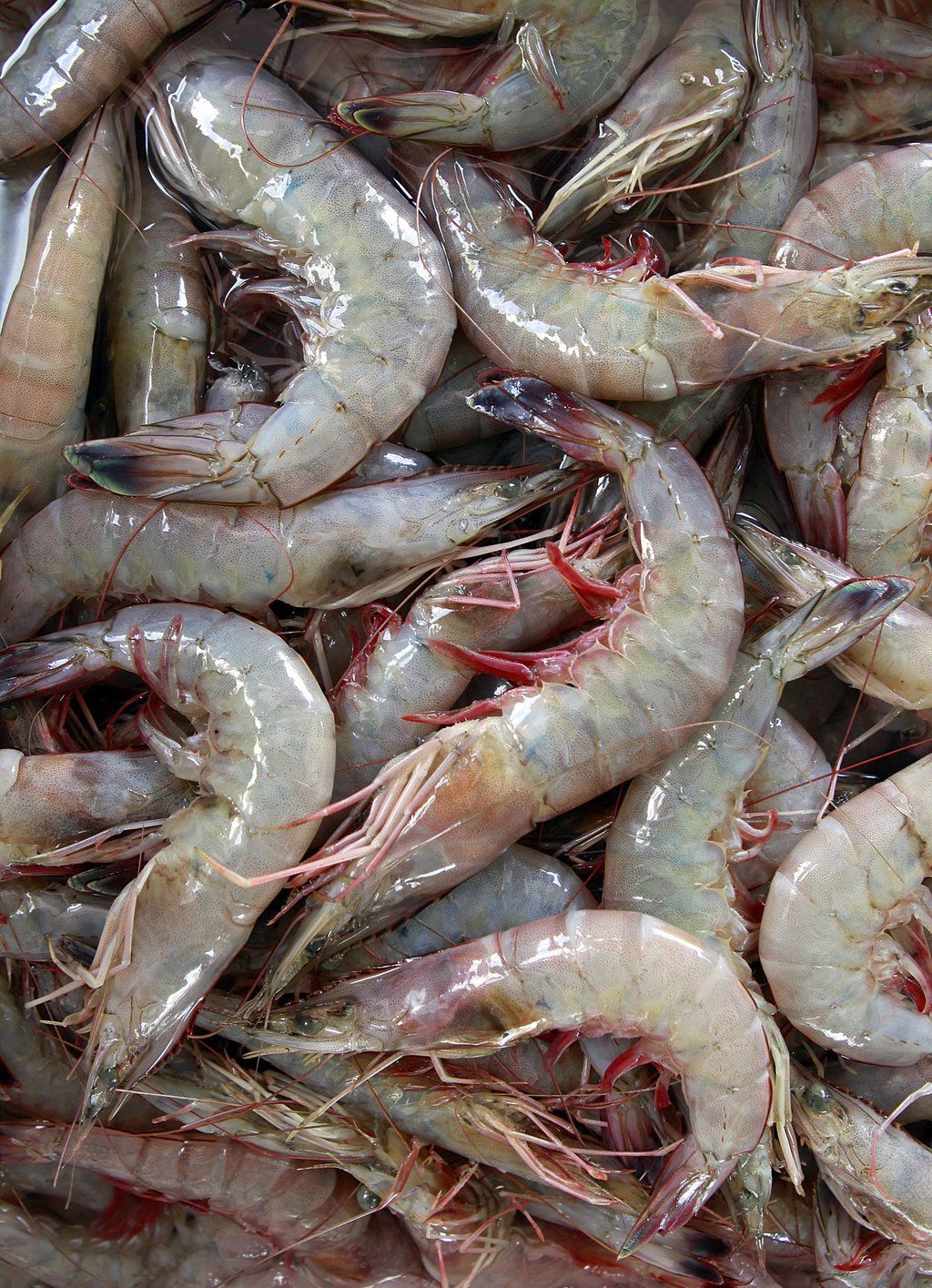 Gulf Of Mexico Shrimp Subsidy Case Makes News In India | Louisiana ...