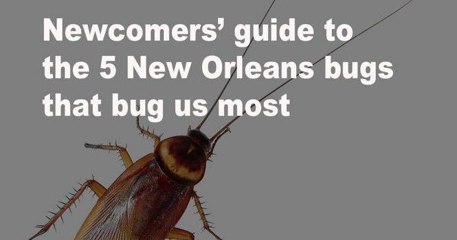 Newcomers' guide to the 5 New Orleans bugs that bug us most | Louisiana ...