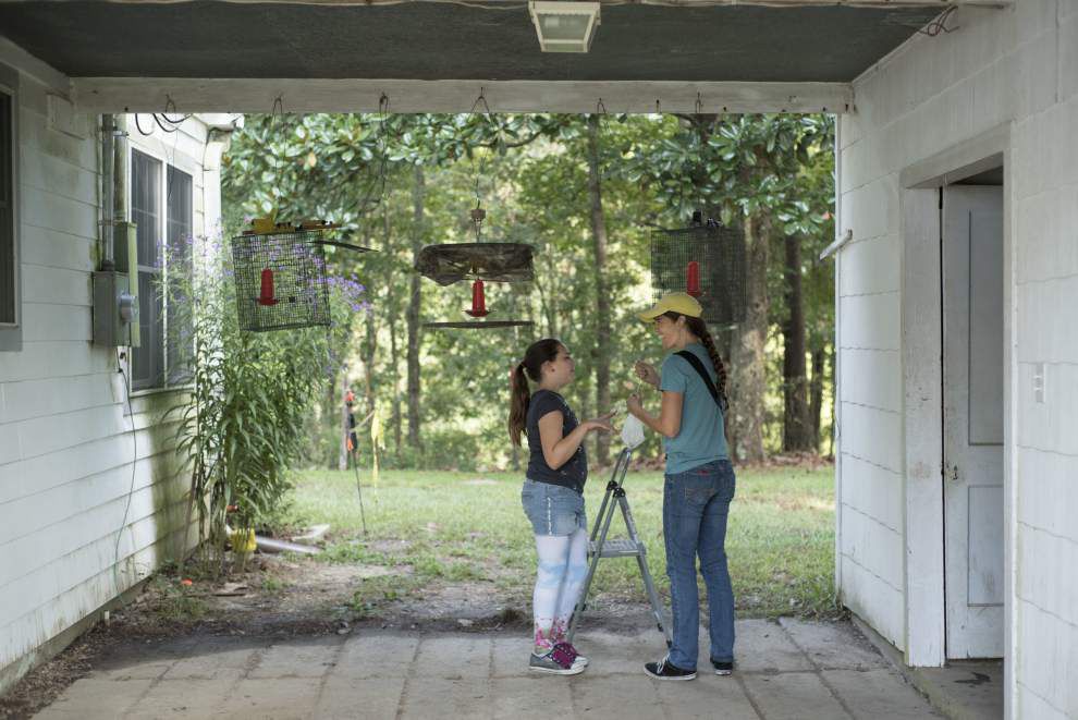 Photos: Hummingbirds hit feeders in St. Francisville on their annual migration south _lowres