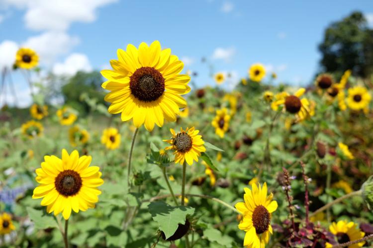 How tall do Suncredible Sunflowers Grow