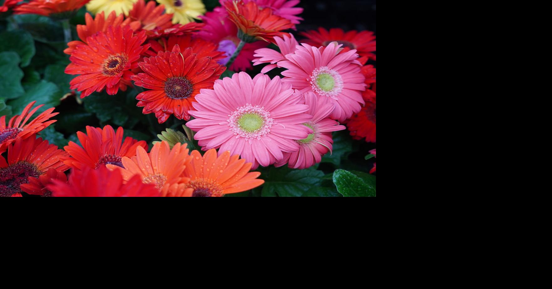 Color it Spring: Louisiana Nursery shares season essentials for a thriving garden