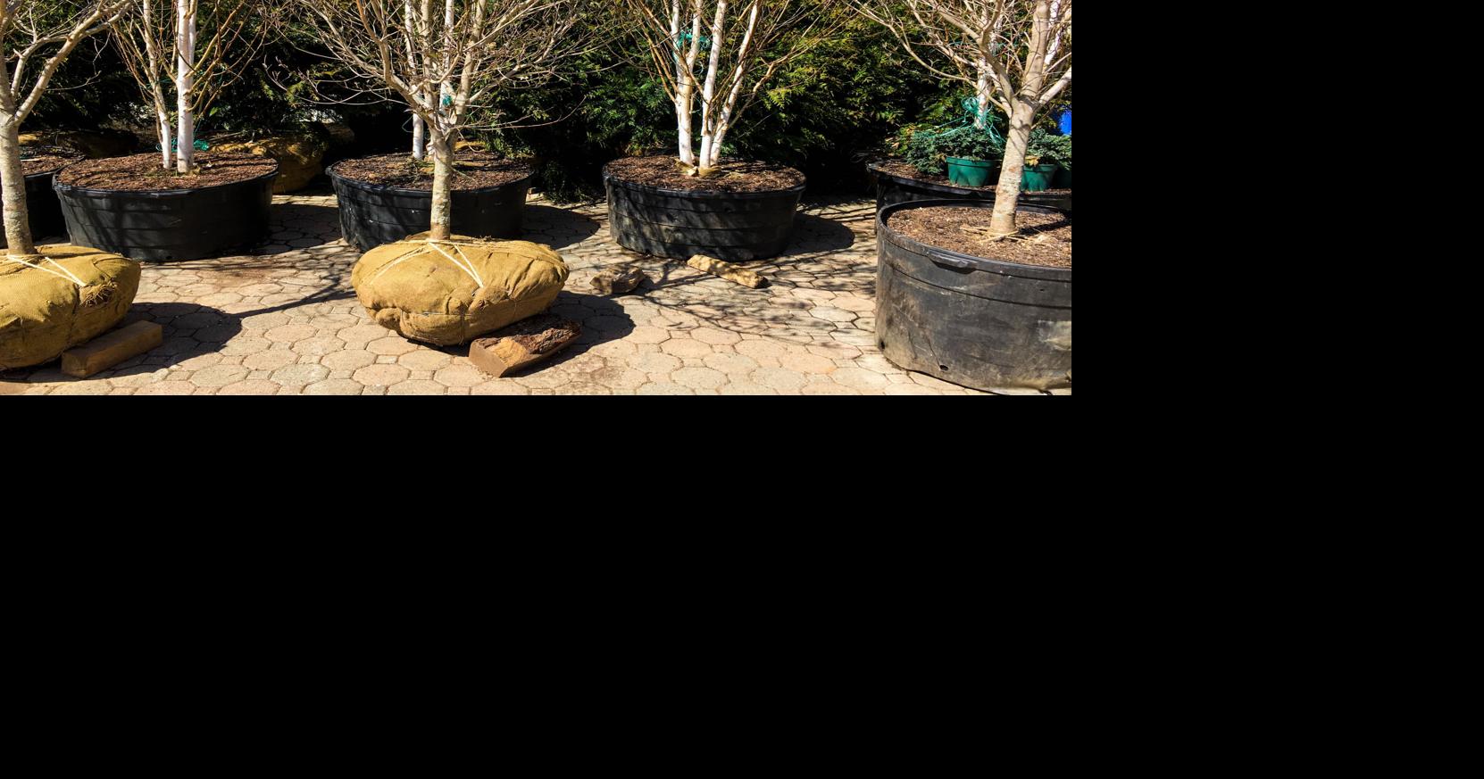 Tree giveaway set for May 4 at East Baton Rouge Main Library | Home ...