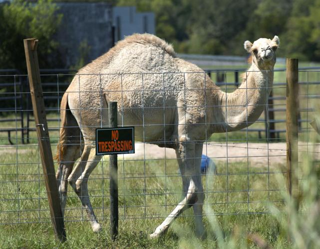 Louisiana truck stop where Florida woman bit camel isn't showing wild  animals anymore | Business 