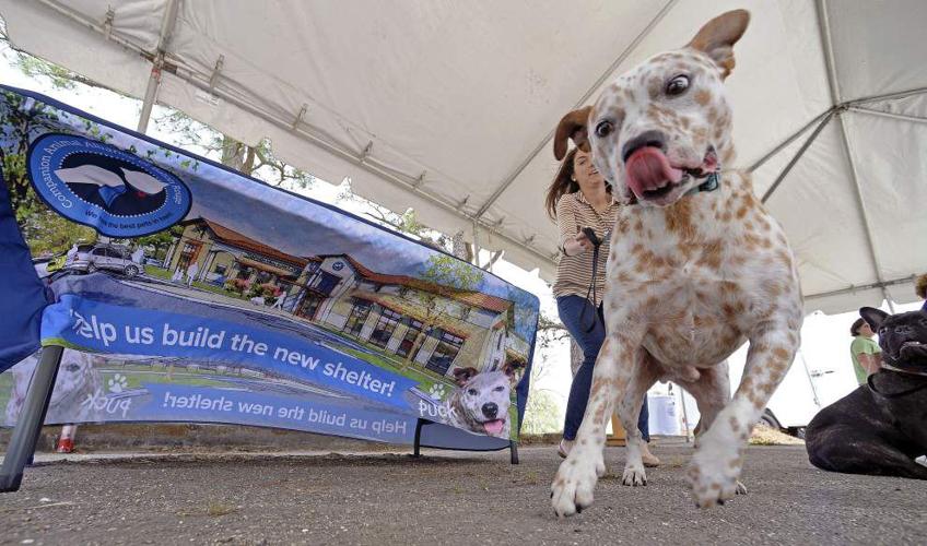 Baton Rouge animal shelter officials hope to start construction on new