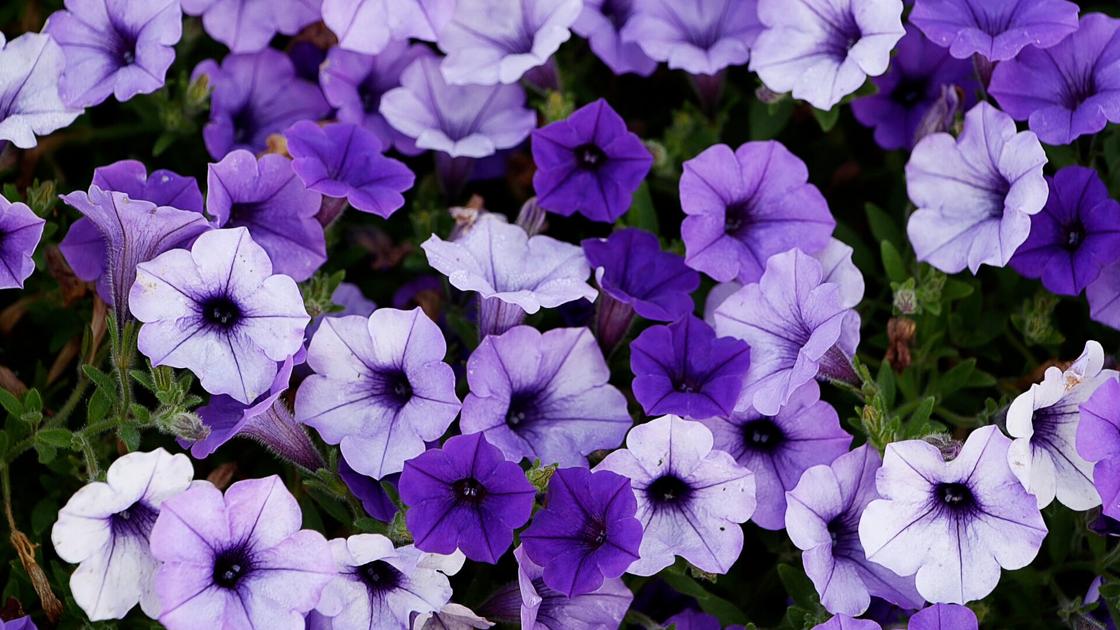 LSU Garden News: Supertunias provide epic, bold color for fall | Home/Garden LSU Garden News: Supertunias provide epic, bold color for fall | Home/Garden