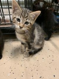 Pets Of The Week For May 16 2019 St Francisville Theadvocate Com