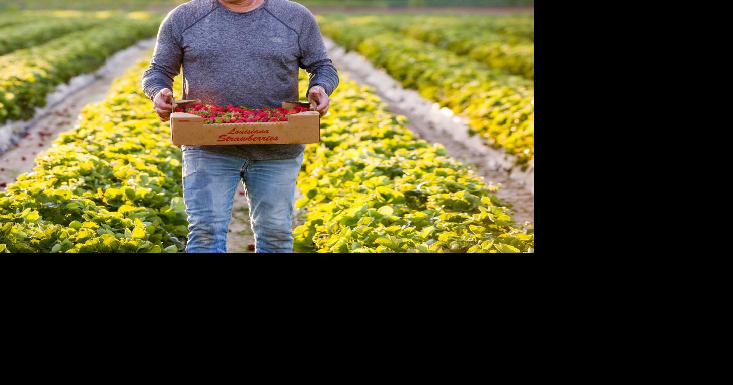 Baton Rouge farmer's market adds new day, hours See times and vendors here Entertainment/Life