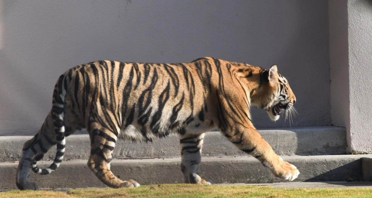 Mike VII 881.JPG